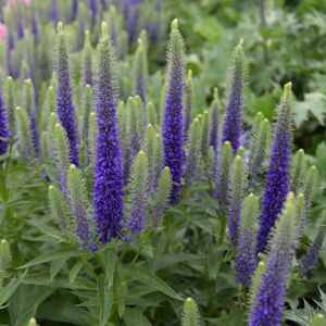 Veronica spicata 'Royal Candles' ---